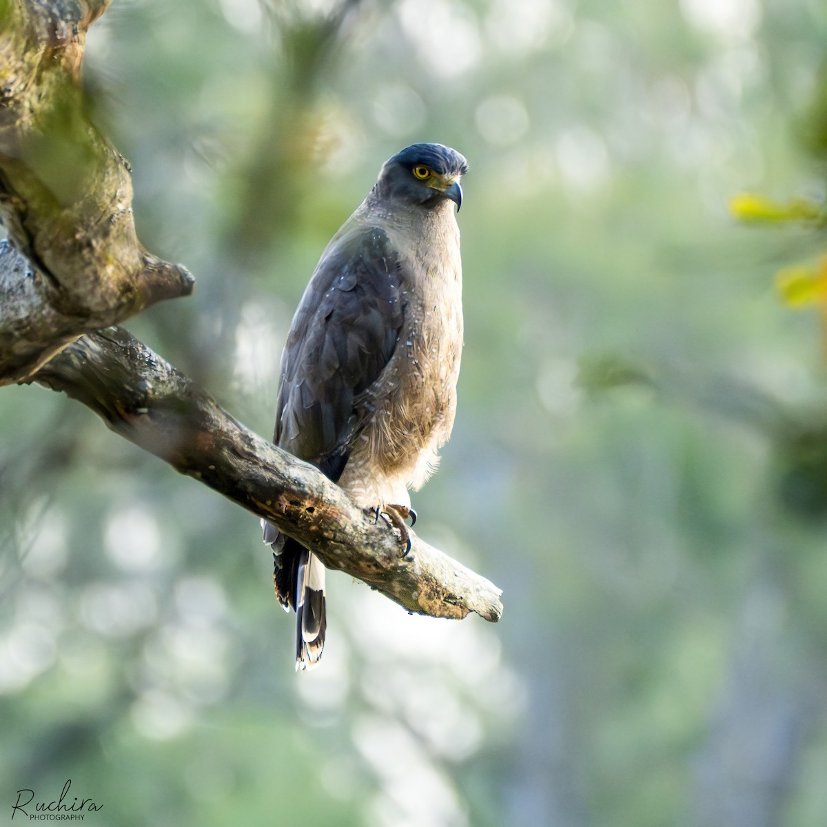 Haubenschlangenadler - ML635673712