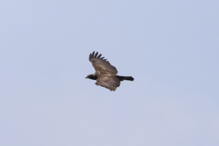 Haubenschlangenadler - ML635673755