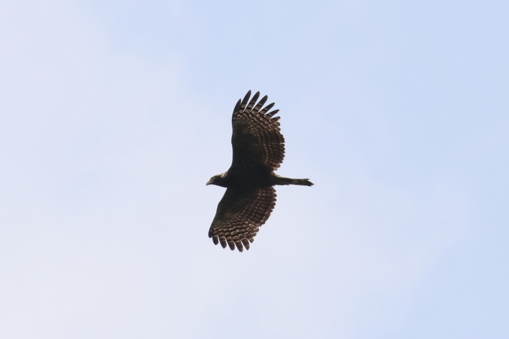 Haubenschlangenadler - ML635673756