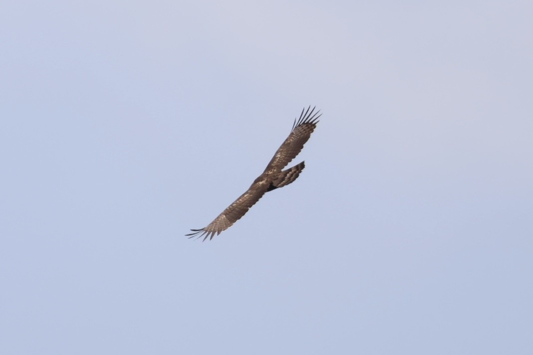 Haubenschlangenadler - ML635673757