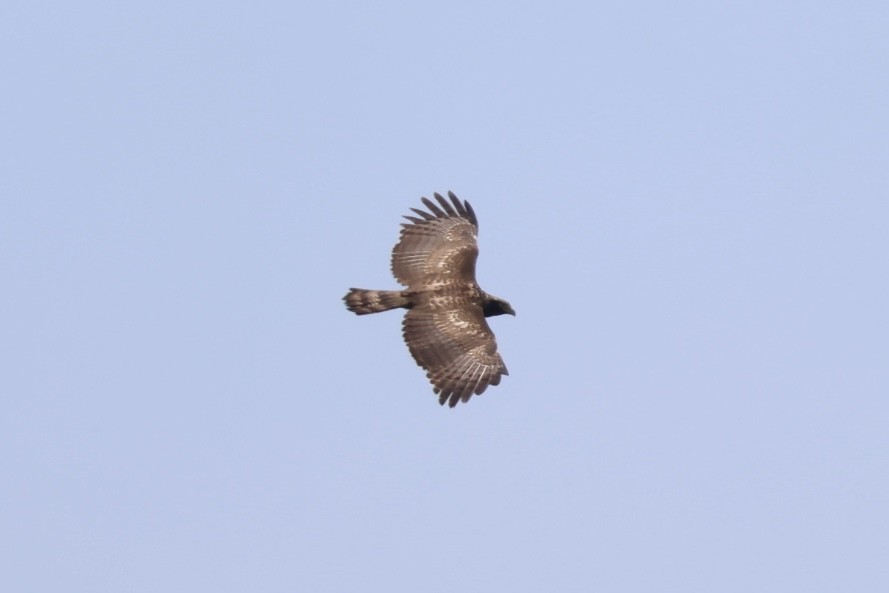 Haubenschlangenadler - ML635673758