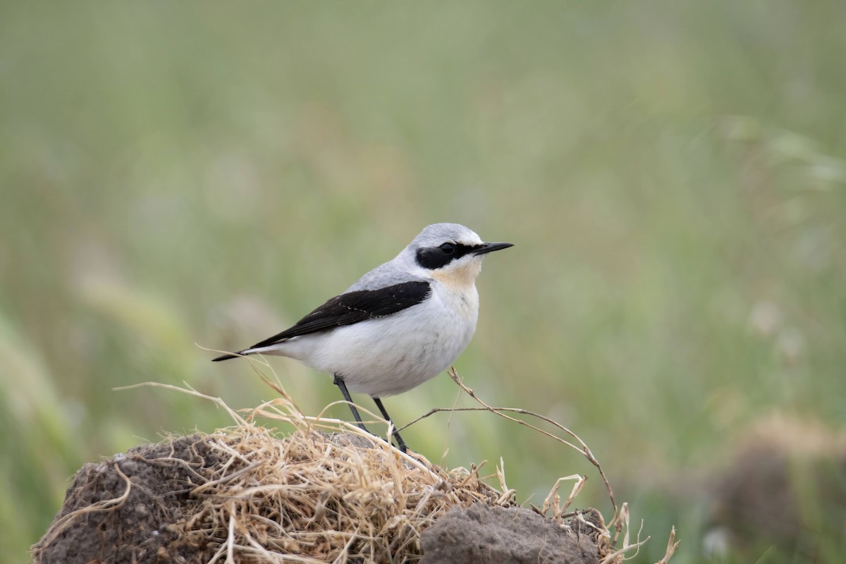 Northern Wheatear (Eurasian) - ML635673913