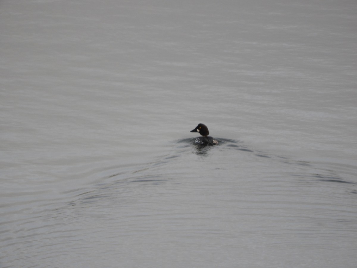 Common/Barrow's Goldeneye - ML635674040