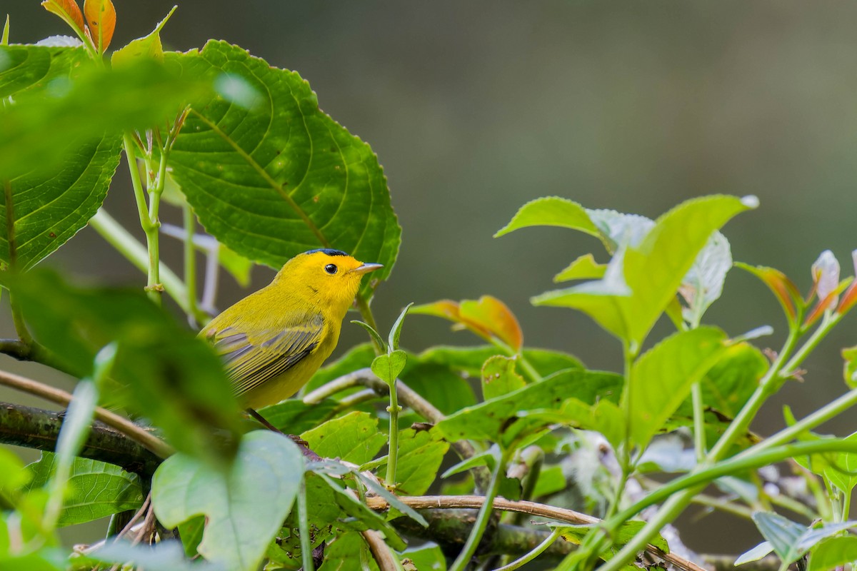 Wilson's Warbler - ML635674109