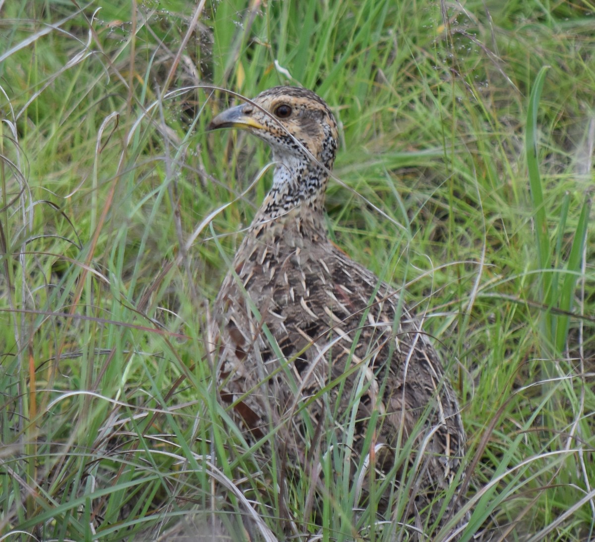 Shelley's Francolin - ML635674119