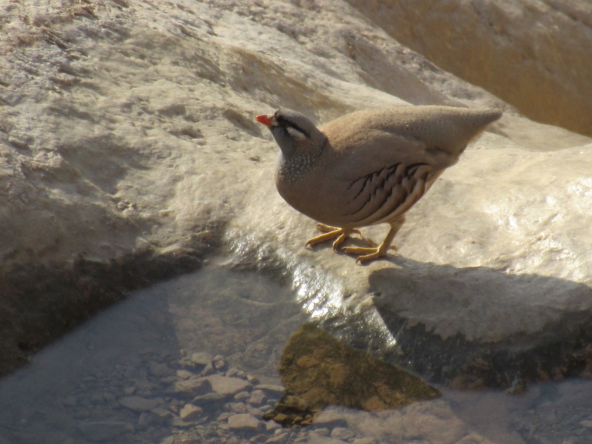 See-see Partridge - ML635674130