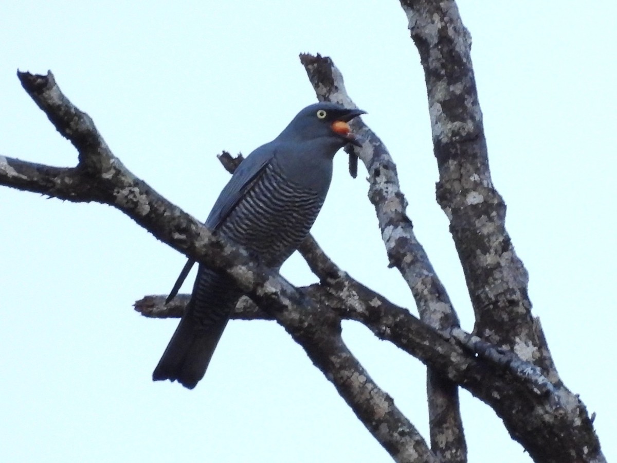 Barred Cuckooshrike - ML635674131