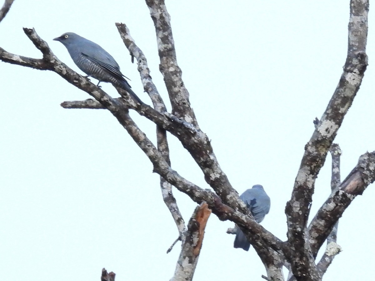 Barred Cuckooshrike - ML635674140