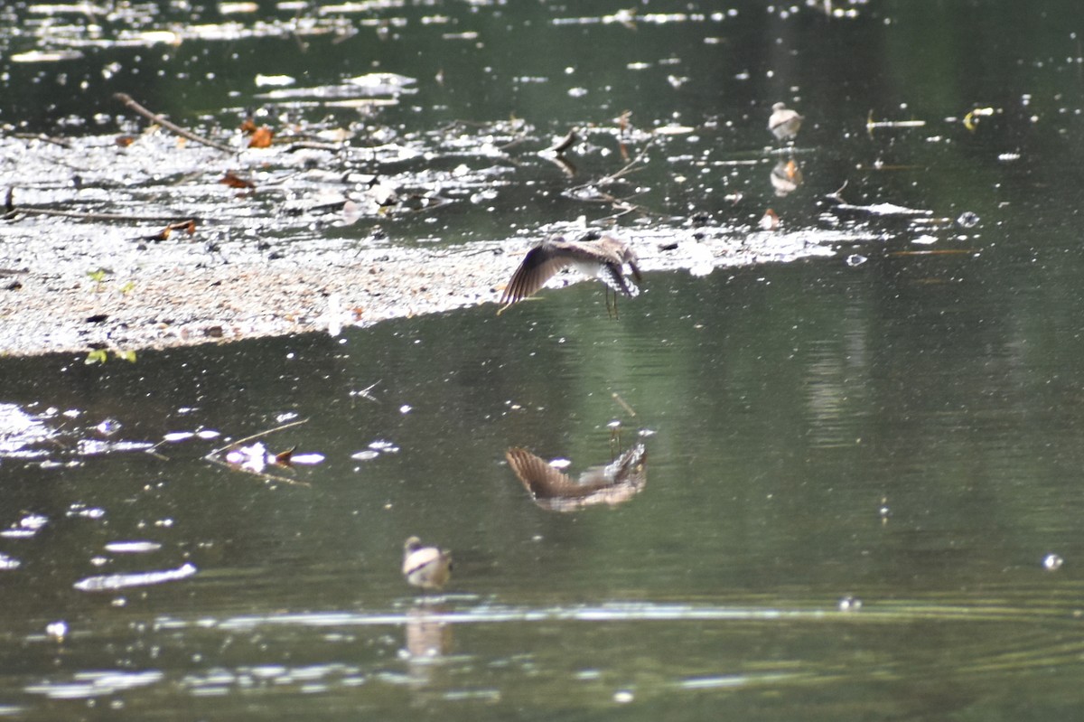 eremittsnipe - ML635674277