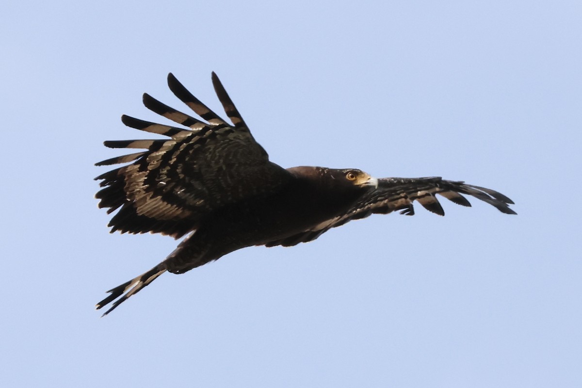 Haubenschlangenadler - ML635674528
