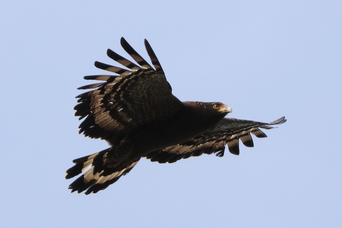 Haubenschlangenadler - ML635674529