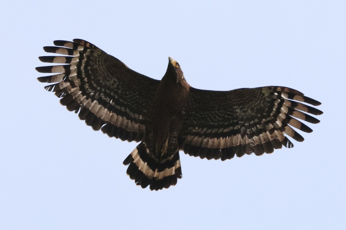Haubenschlangenadler - ML635674530