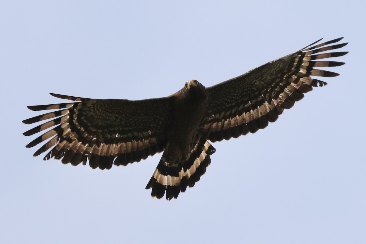 Haubenschlangenadler - ML635674531