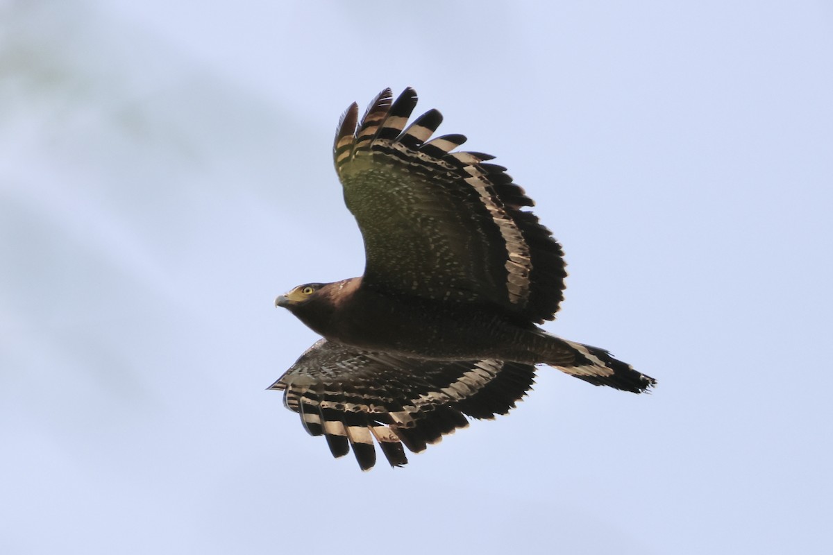 Haubenschlangenadler - ML635674532