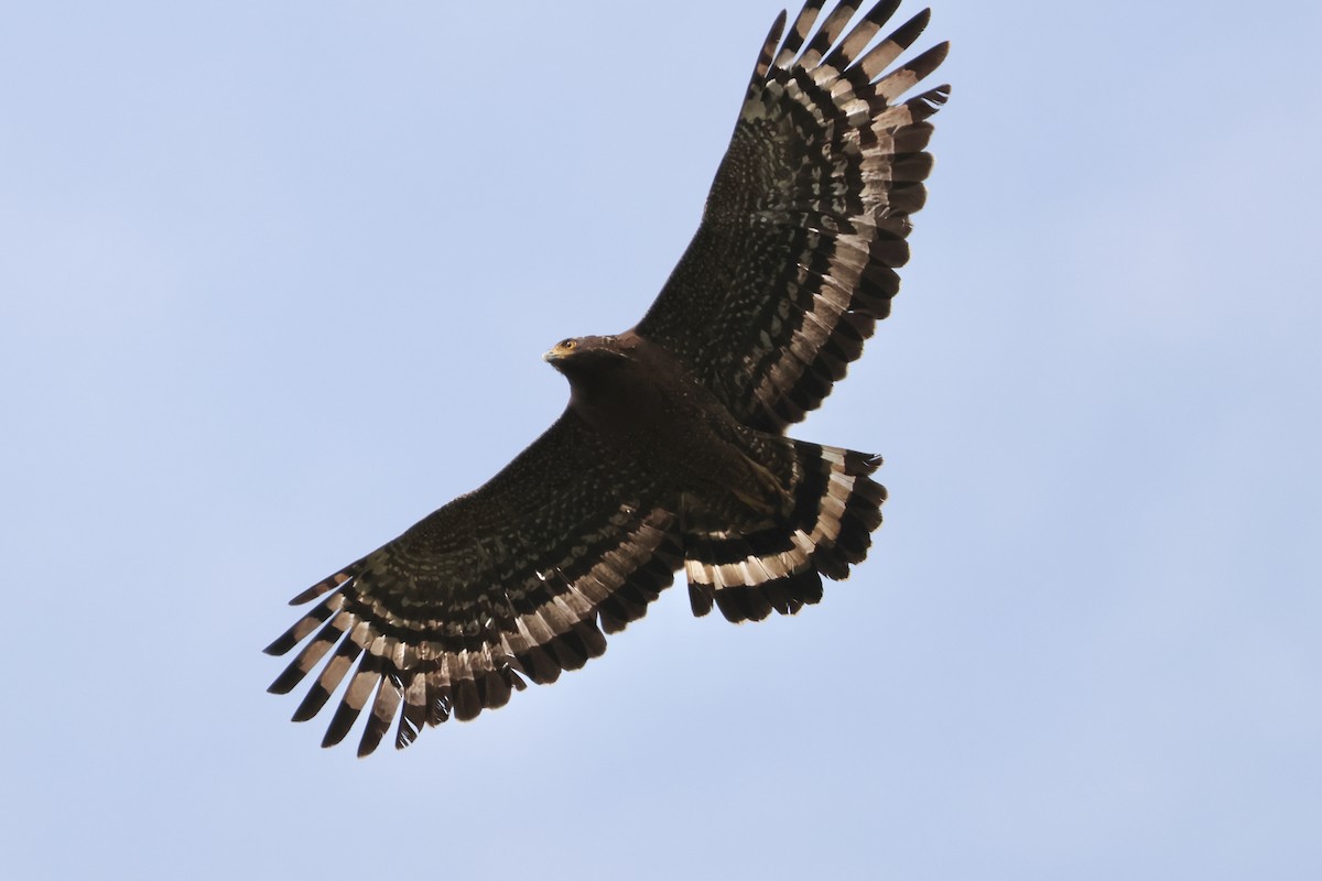 Haubenschlangenadler - ML635674534