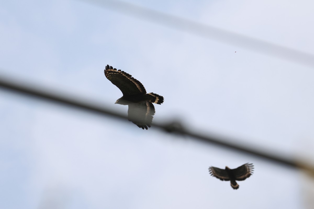 Haubenschlangenadler - ML635674535