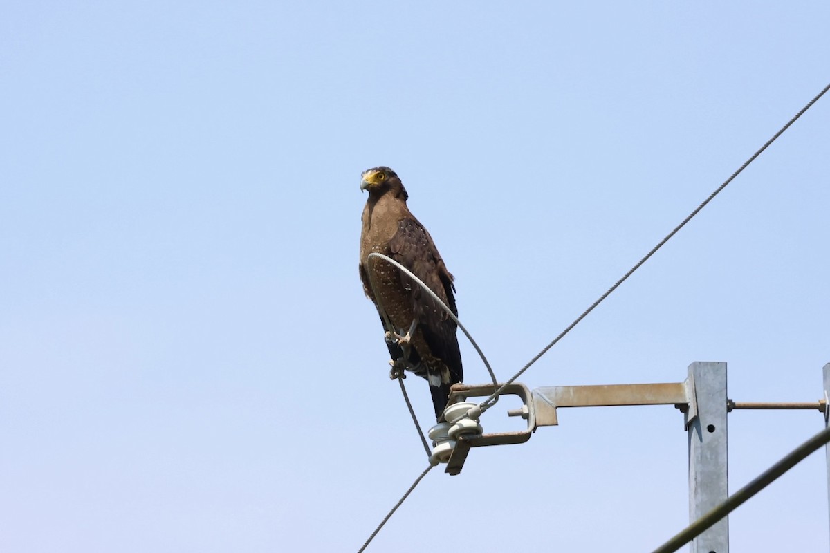 Haubenschlangenadler - ML635674649