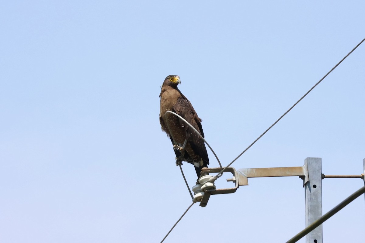 Haubenschlangenadler - ML635674650