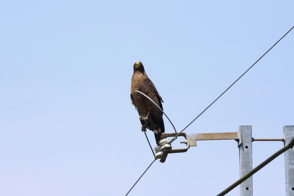 Haubenschlangenadler - ML635674651