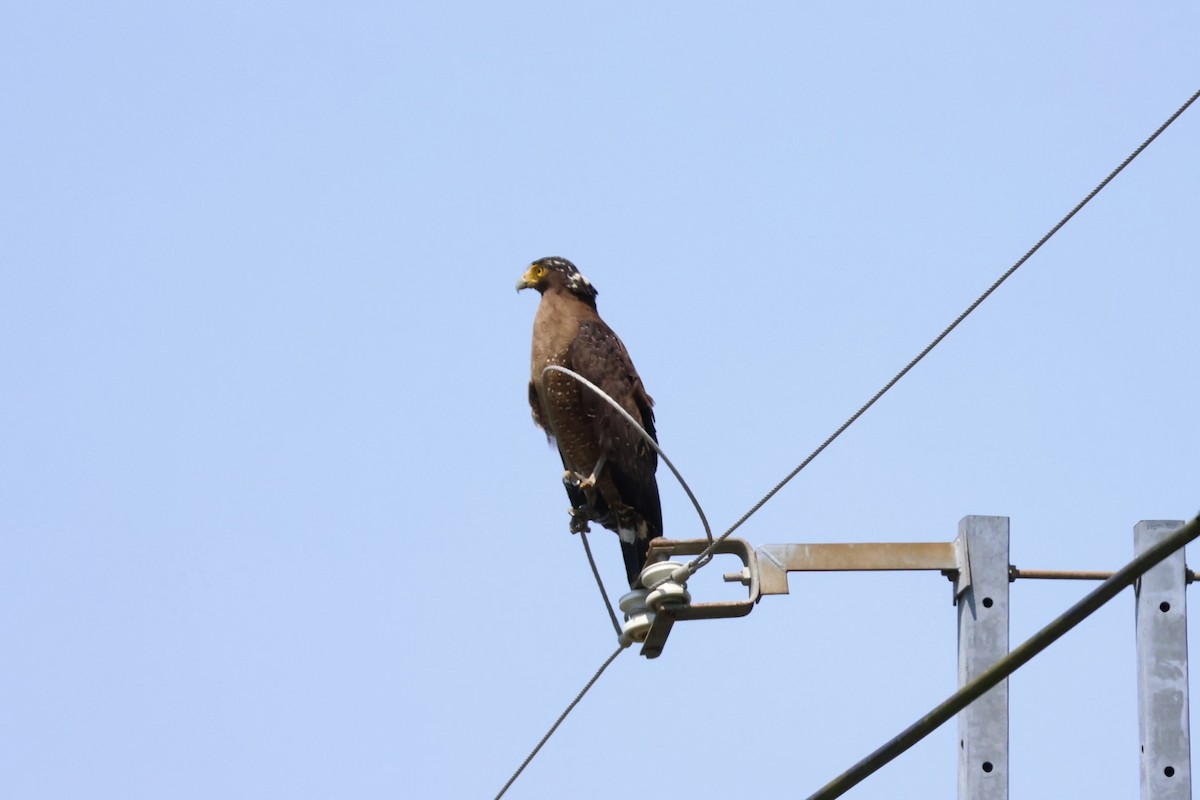 Haubenschlangenadler - ML635674652