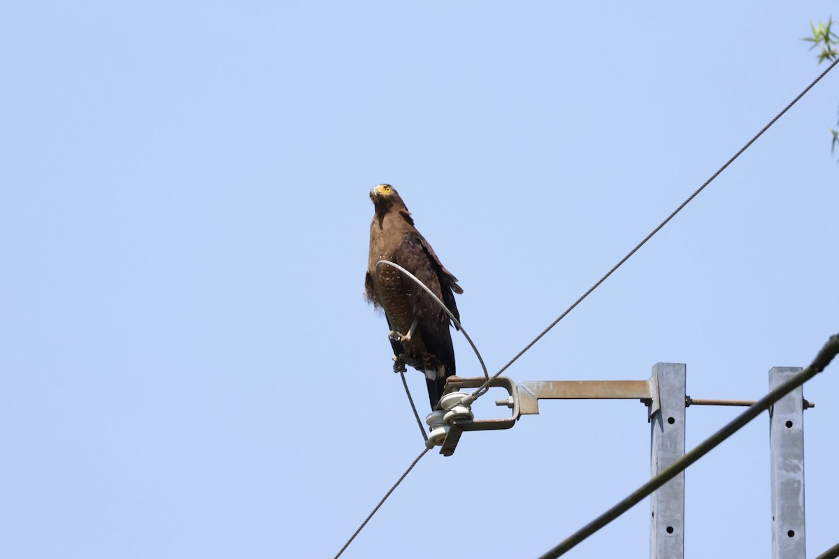 Haubenschlangenadler - ML635674653