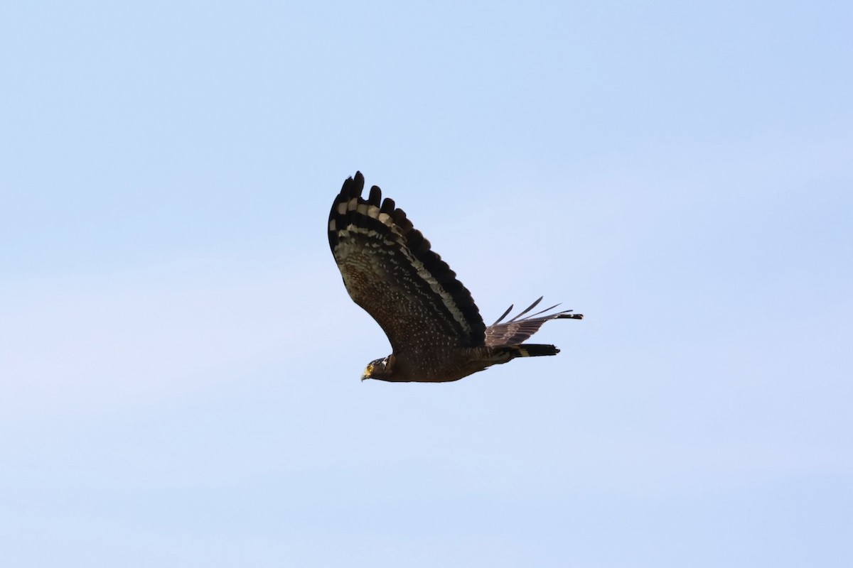 Haubenschlangenadler - ML635674654