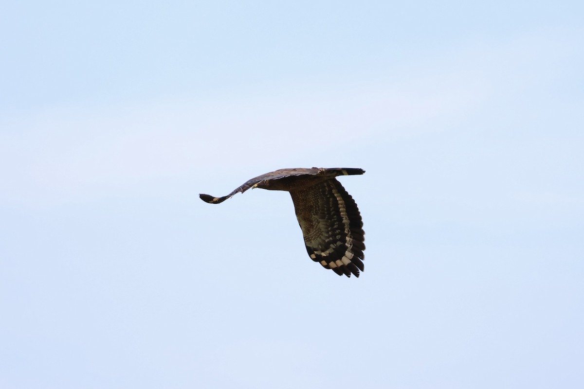 Haubenschlangenadler - ML635674655