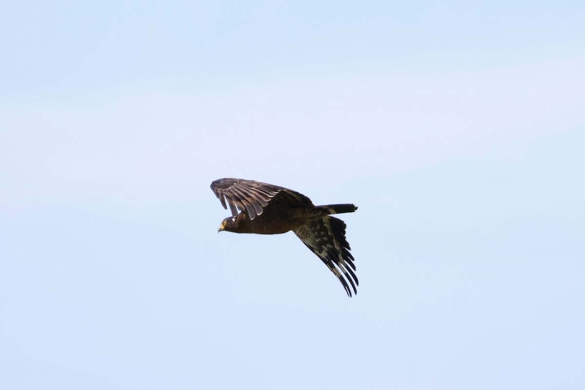 Haubenschlangenadler - ML635674656