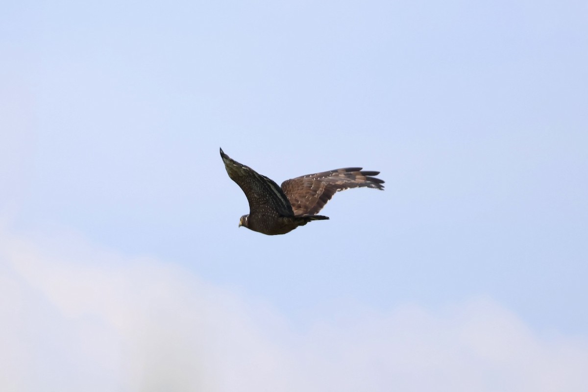 Haubenschlangenadler - ML635674657