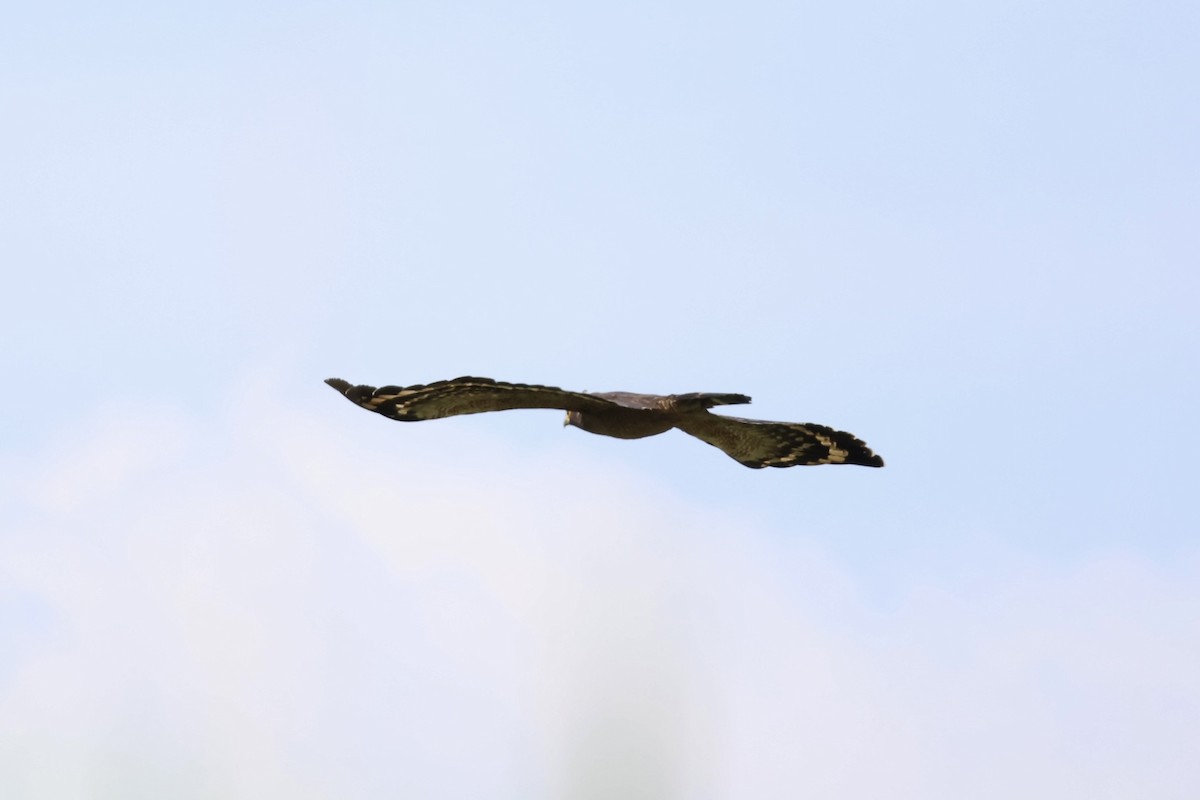 Haubenschlangenadler - ML635674658