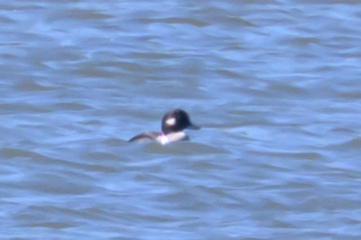 Bufflehead - ML635674880