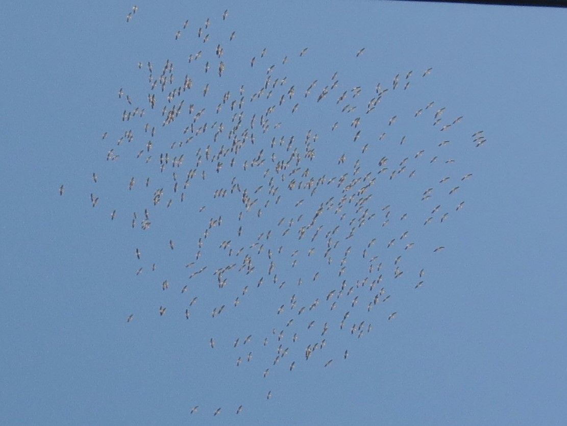 Great White Pelican - ML635674894