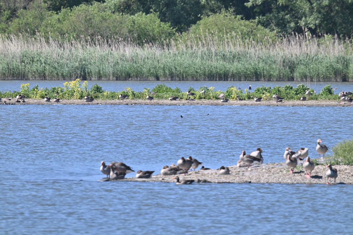 Bufflehead - ML635674913