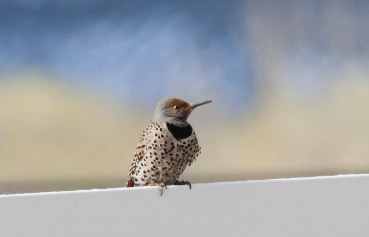 Northern Flicker - ML635674971