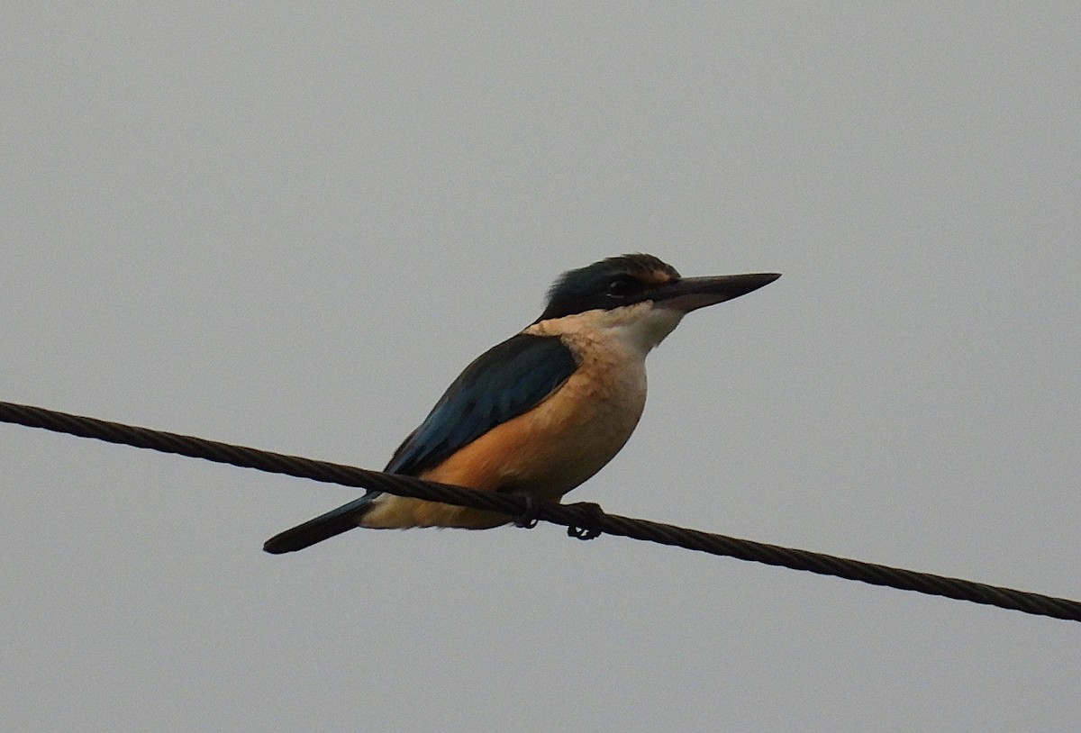 Sacred Kingfisher - ML635675036