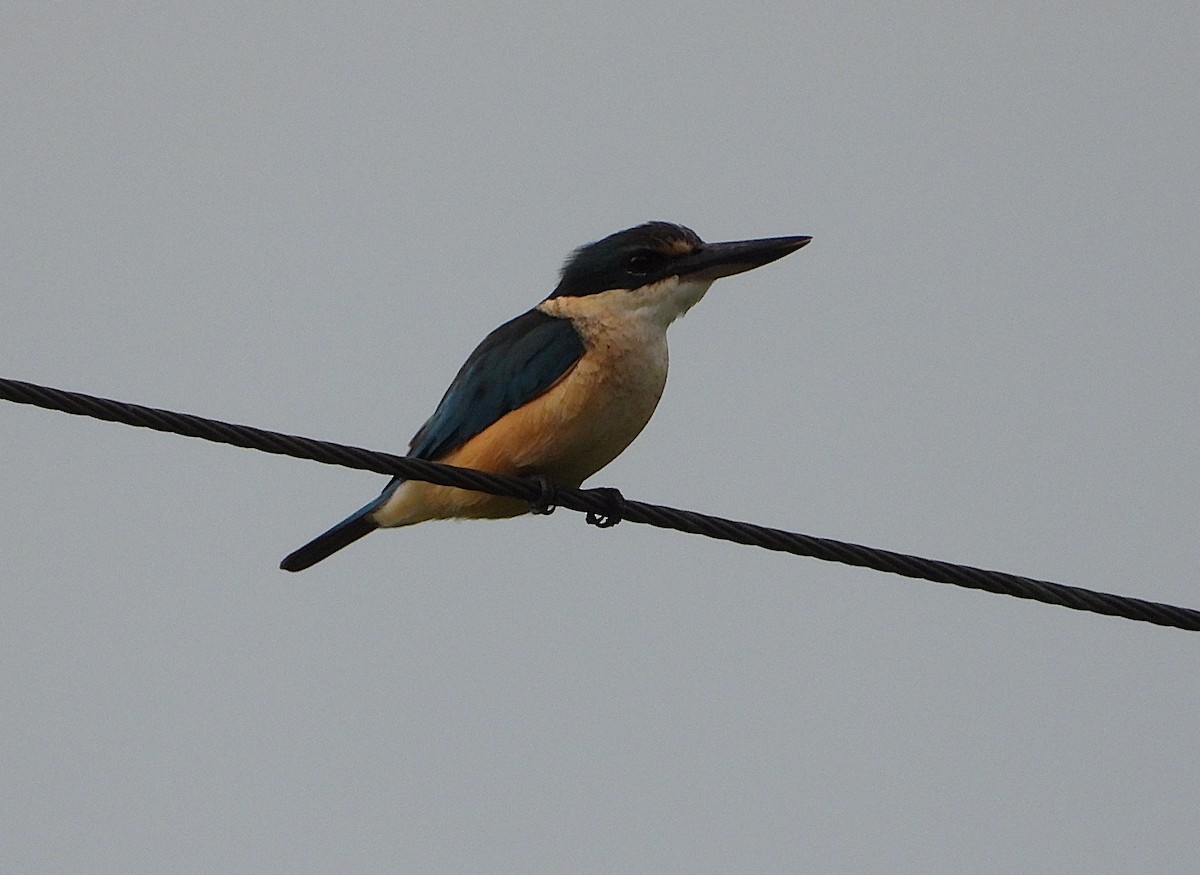 Sacred Kingfisher - ML635675044