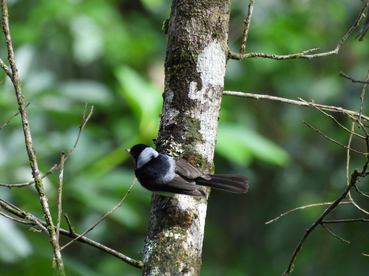 Pied Monarch - ML635675056