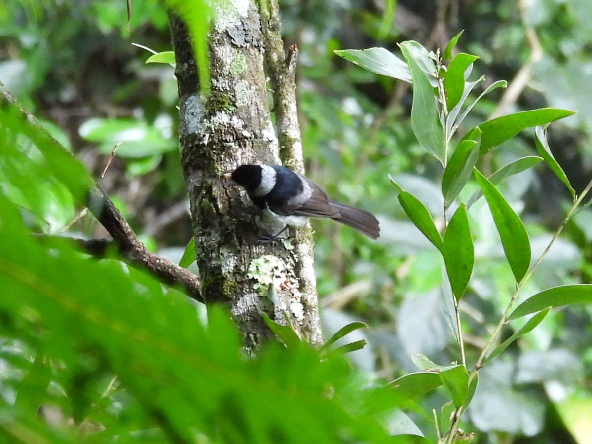 Pied Monarch - ML635675082