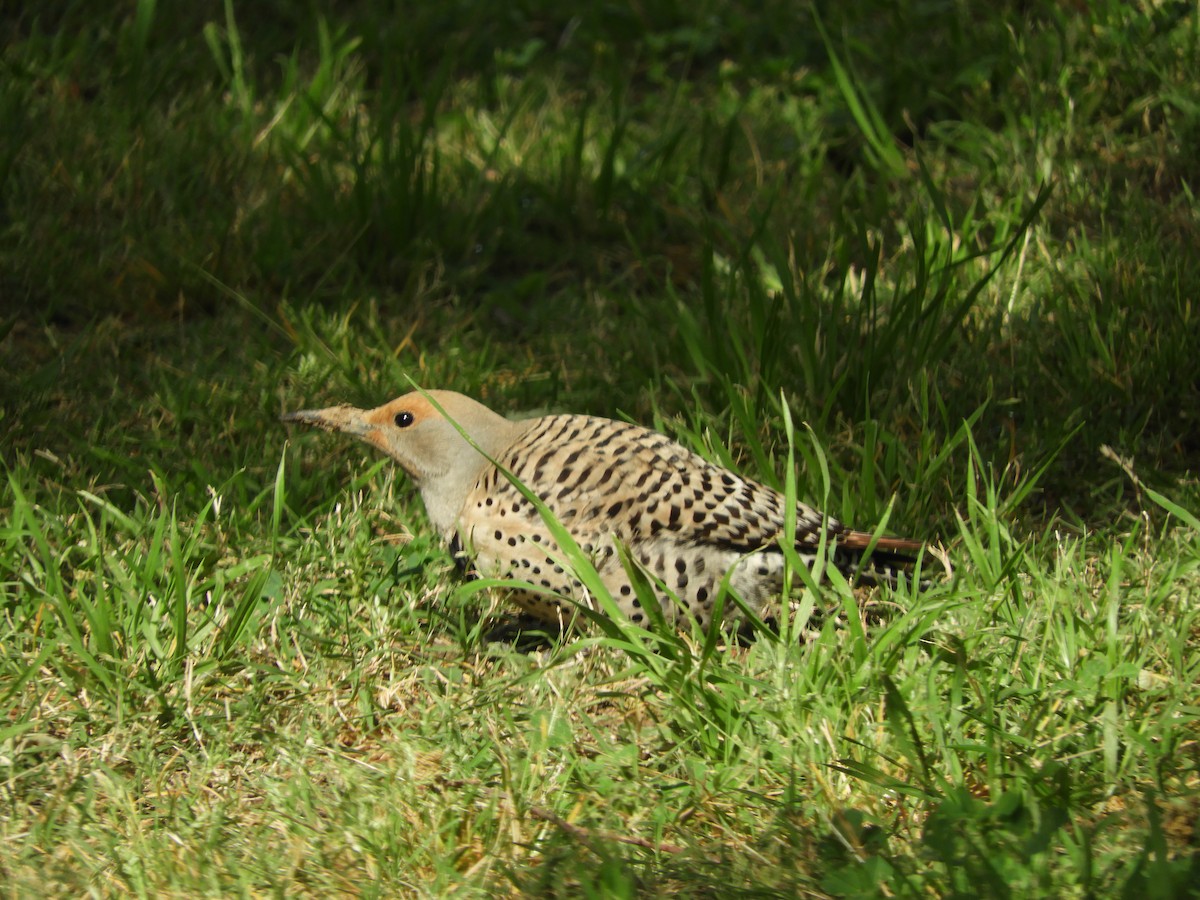 Northern Flicker - ML635675083
