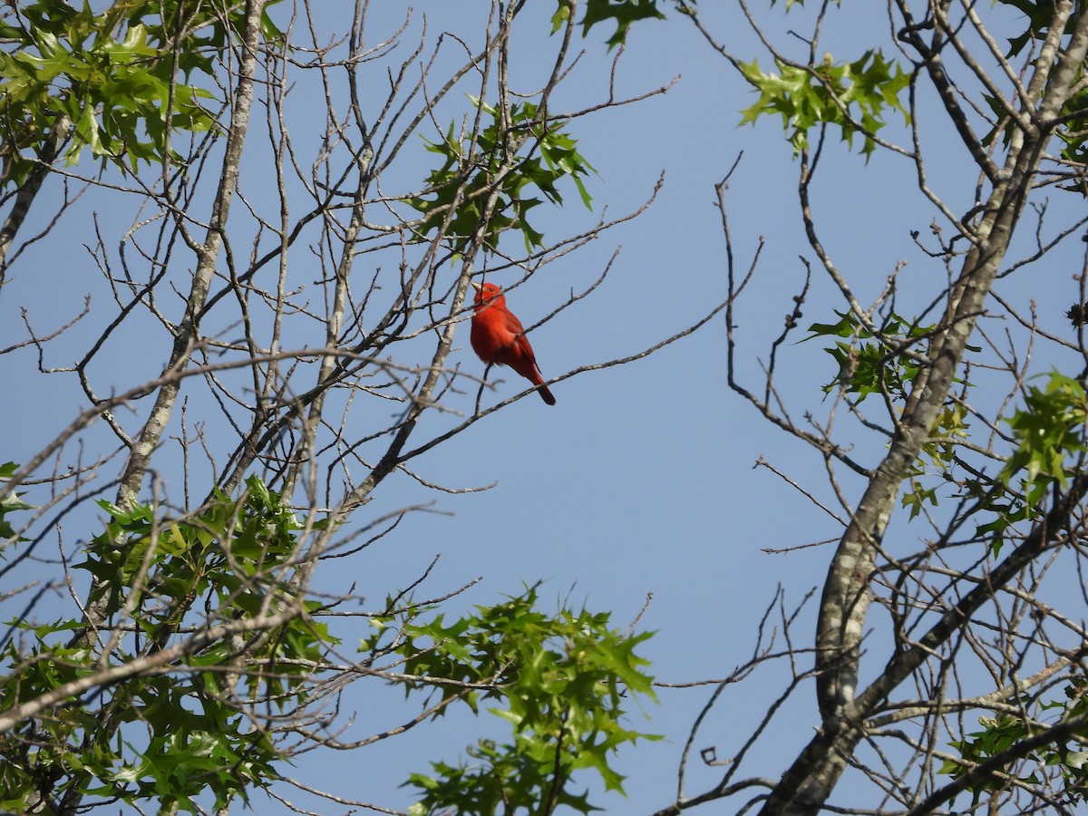 sommerpiranga - ML635675349