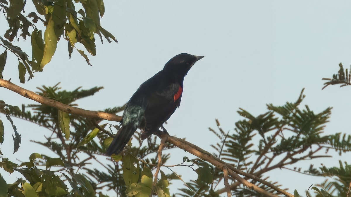 Red-shouldered Cuckooshrike - ML635675420