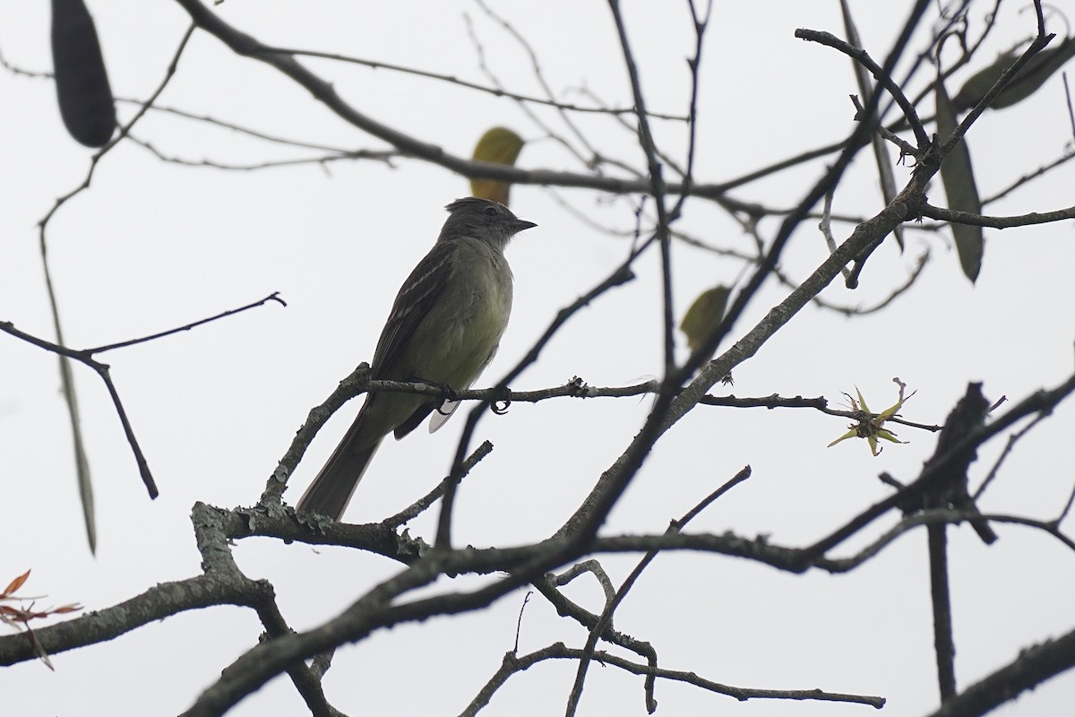 Yellow-bellied Elaenia - ML635675423
