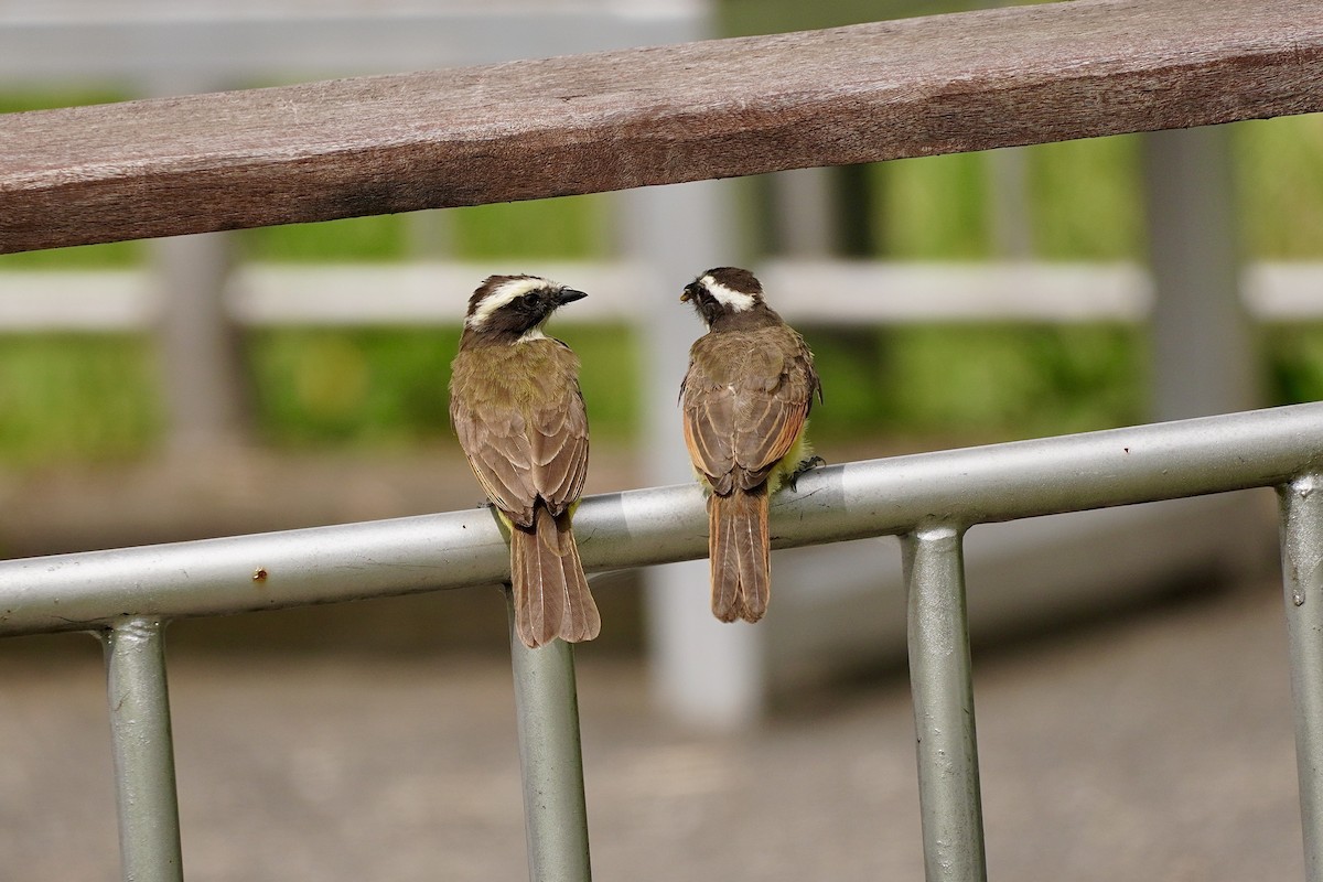 Great Kiskadee - ML635675453