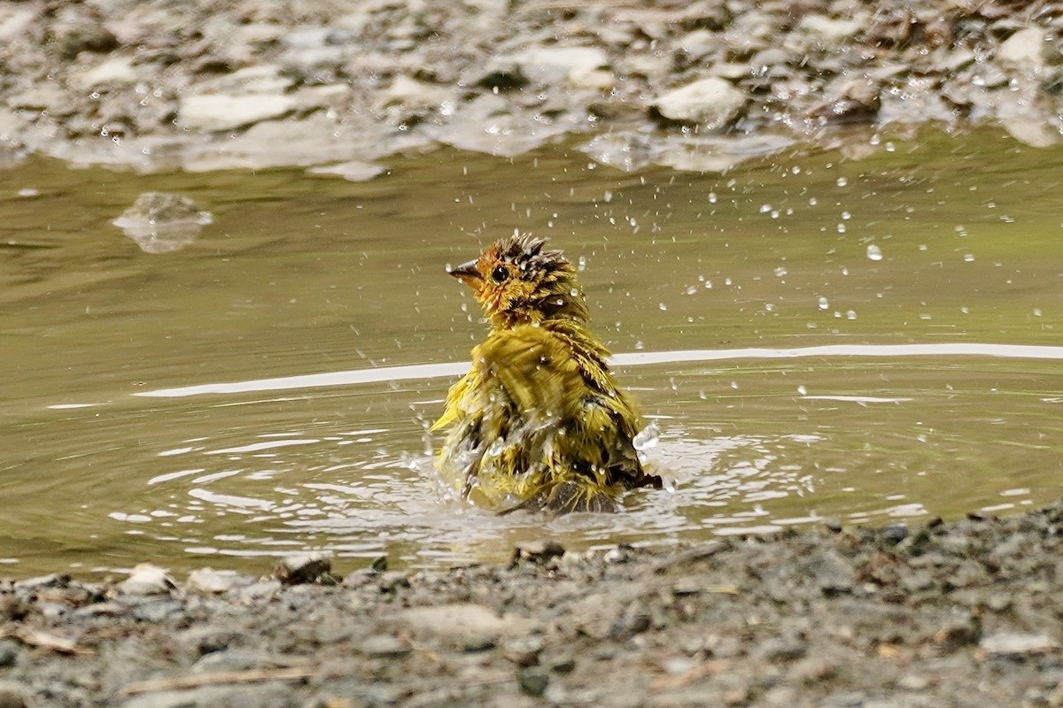Saffron Finch - ML635675480