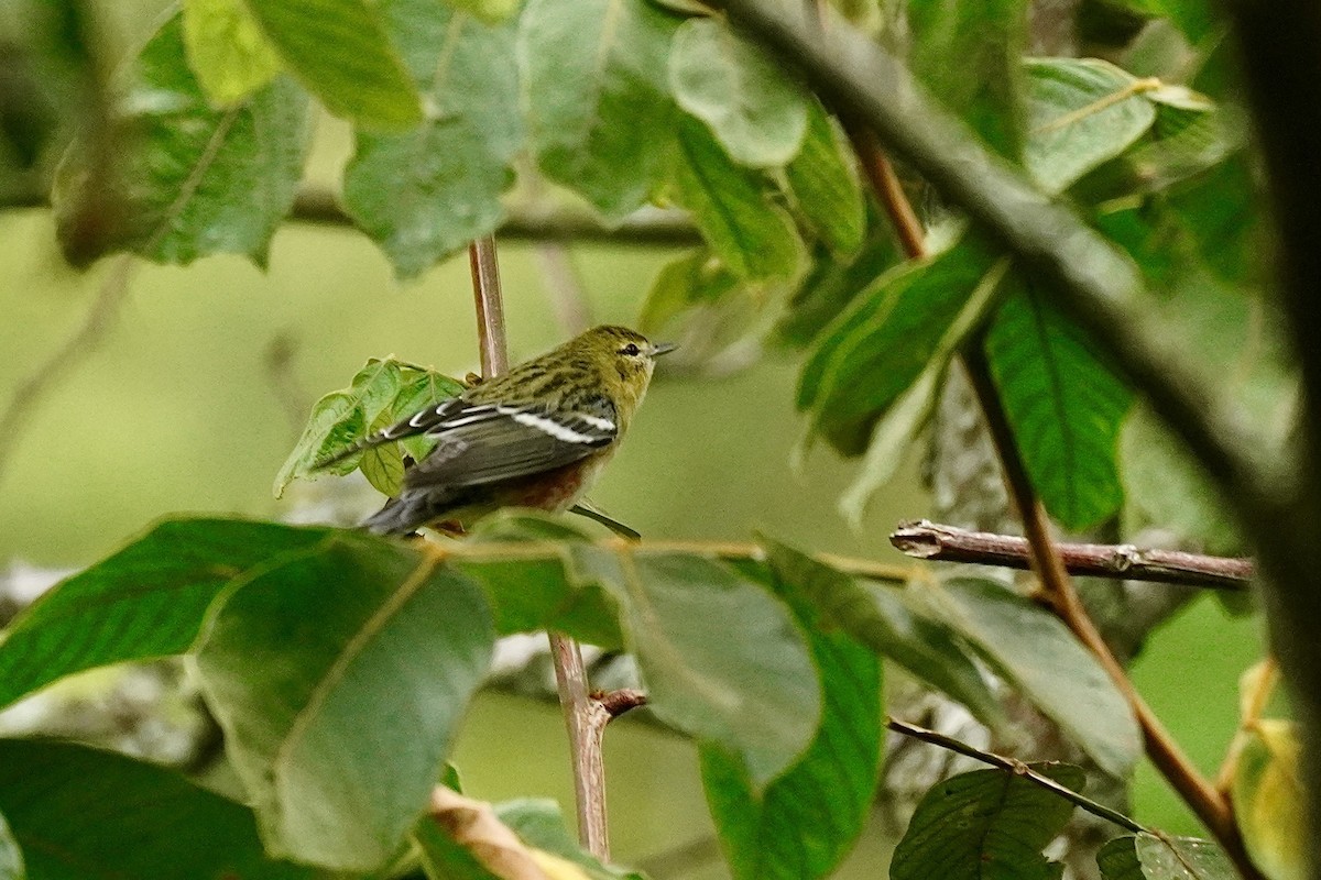 Bay-breasted Warbler - ML635675522