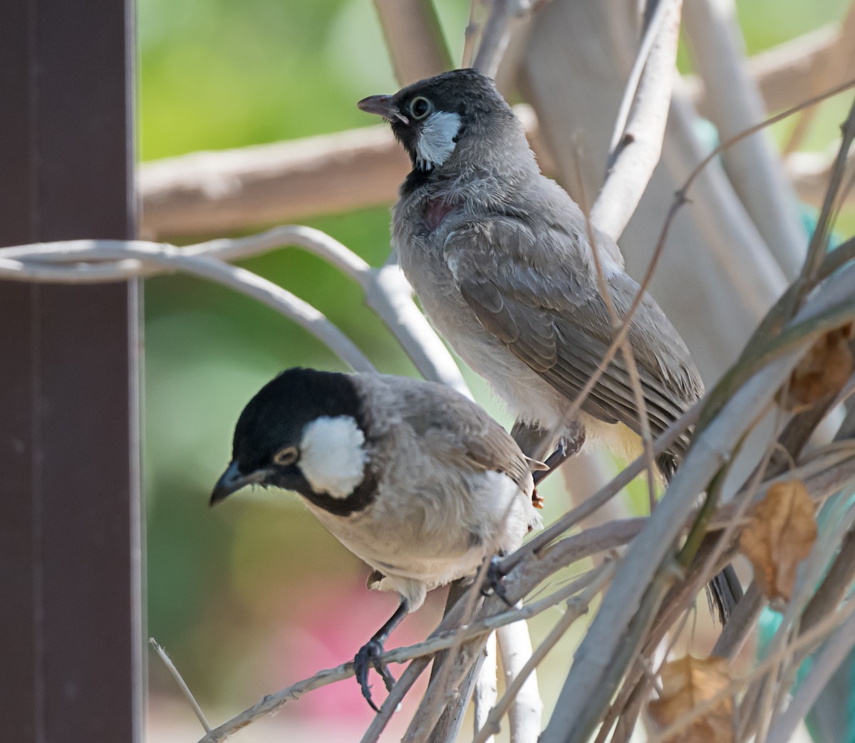 bulbul bělouchý - ML635675526
