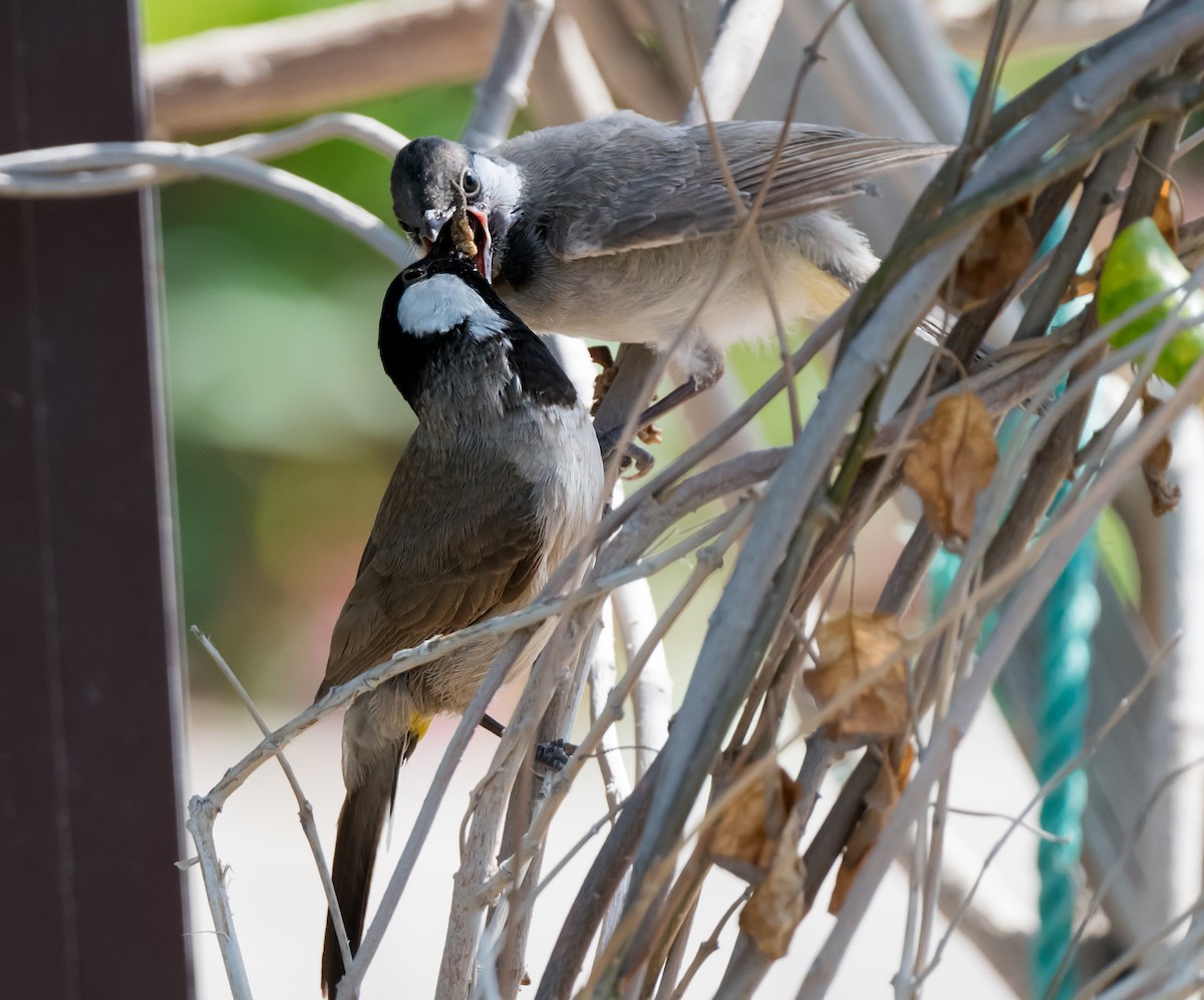 bulbul bělouchý - ML635675527