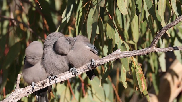 Dusky Woodswallow - ML635675563