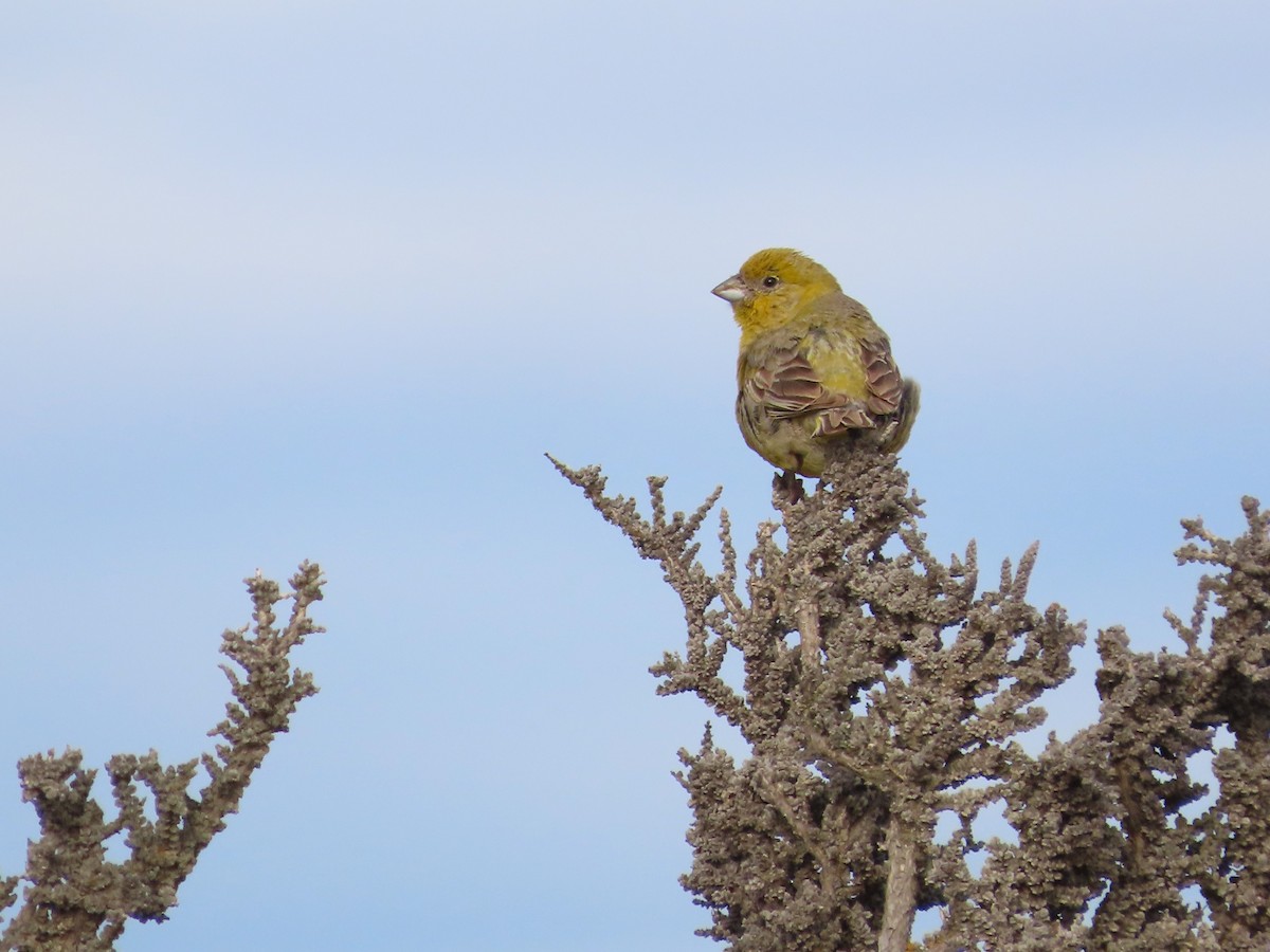 patagoniaspurv - ML635675656