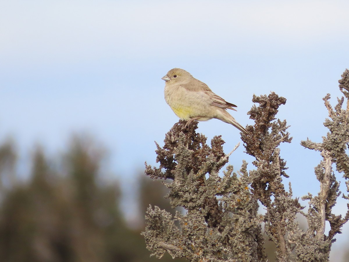 patagoniaspurv - ML635675657